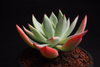 Echeveria 'Cleone'