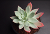 Echeveria 'Cleone'