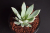 Echeveria 'Cleone'