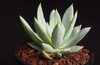 Echeveria 'Cleone'
