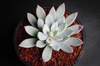 Echeveria 'Cleone'
