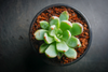 Echeveria 'Cleone'