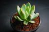 Echeveria 'Cleone'