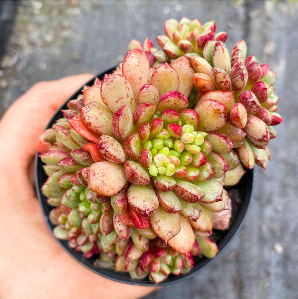 let love grow succulents Echeveria Nocturne (w/pup) – LET LOVE GROW (Succulent & Cactus)