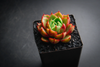 Echeveria purpusorum 'Shamrock'