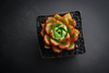 Echeveria purpusorum 'Shamrock'