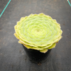 Aeonium tabuliforme ( THE PLATE PLANT) (1 X CUTTING)