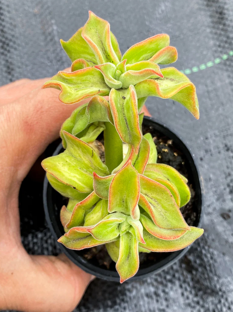 Echeveria coccinea 'Recurvata' (1 x CUTTING)