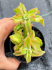 Echeveria coccinea 'Recurvata' (1 x CUTTING)