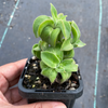 Echeveria coccinea 'Recurvata' (1 x CUTTING)