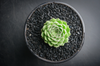 Sempervivum ‘Emmchen’