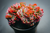 Echeveria Briar Rose f. cristata (has mark)