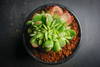 Echeveria Briar Rose f. cristata (has mark)