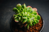 Echeveria Briar Rose f. cristata (has mark)