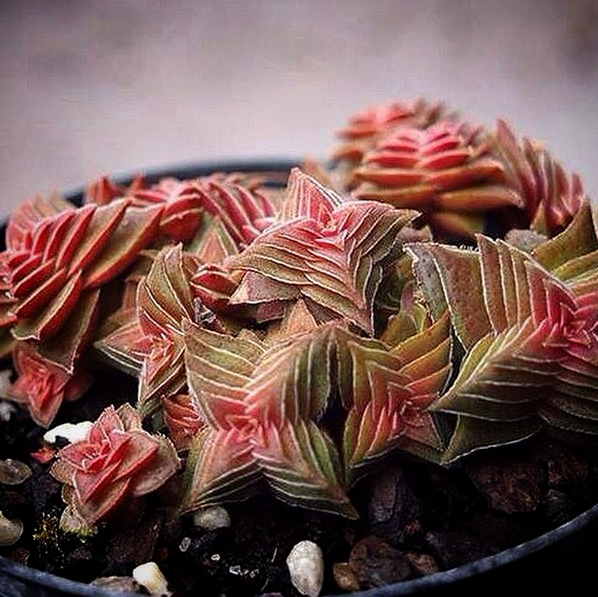 pyramid succulent Crassula capitella ssp. thyrsiflora (The Pyramid Plant) – LET LOVE GROW ( Succulent & Cactus)