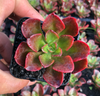 Echeveria muldicaulis 'Lipstick'