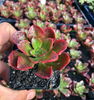 Echeveria muldicaulis 'Lipstick'