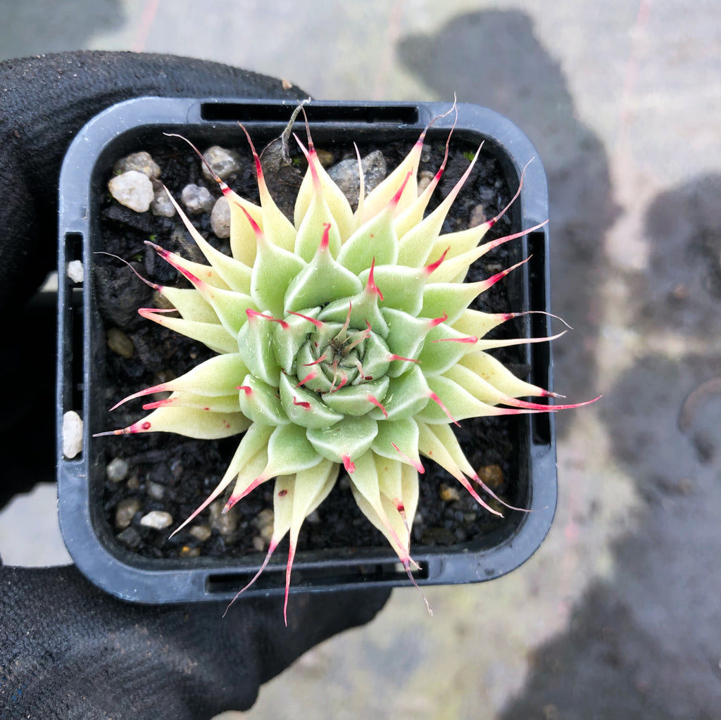 Graptoveria 'Silver Star' (has mark)