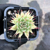 Graptoveria 'Silver Star' (has mark)