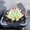 Graptoveria 'Silver Star' (has mark)