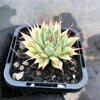Graptoveria 'Silver Star' (has mark)
