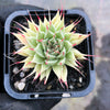 Graptoveria 'Silver Star' (has mark)