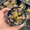 Monanthes Polyphylla