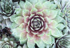 Sempervivum 'Silverine'