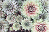 Sempervivum 'Silverine'