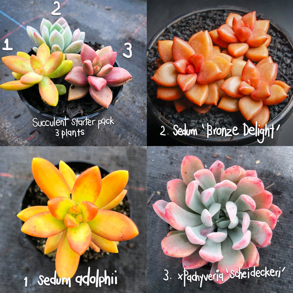 succulent starter pack Succulent Starter PACK