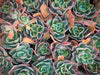 Echeveria 'Blue Lagoon'