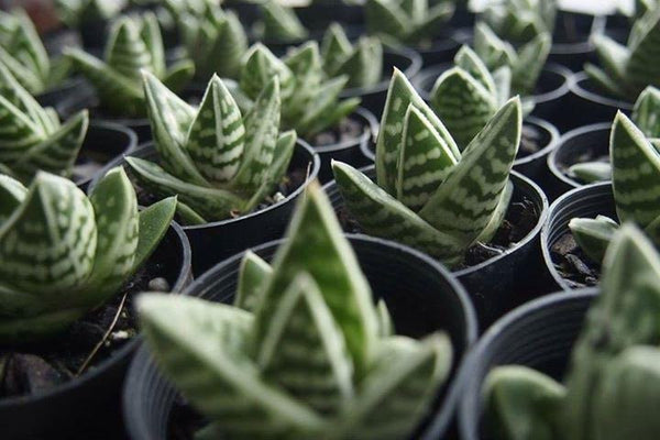 Aloe variegata 'Gator' (XS) – LET LOVE GROW (Succulent & Cactus)