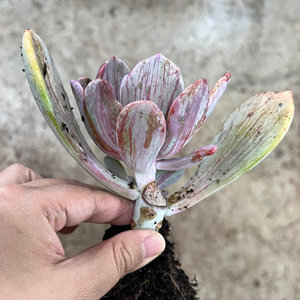 jocelyn's joy succulent Echeveria 'Jocelyn's Joy' – LET LOVE GROW (Succulent & Cactus)