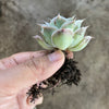 Echeveria simulans 'Laguna Sanchez'