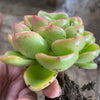 Echeveria agavoides 'Catherina' (has mark)