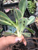 Aeonium 'Lemon-Lime' (aka. A. Starburst)(has mark)