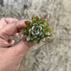 Echeveria Mebina (CLUSTER)