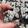 Crassula 'Morgan's Beauty'