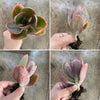Echeveria 'Metallica'