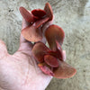 Echeveria 'Fireball' (1 x CUTTING)
