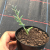 Senecio Peregrinus "Dolphin Necklace"