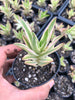 Crassula campfire variegated (has marks)