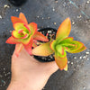 Crassula capitella 'Campfire'