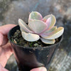 Echeveria Rainbow West