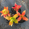 Crassula capitella 'Campfire'