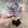 Echeveria 'Jocelyn's Joy'