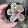 Echeveria Rainbow West