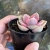 Echeveria Rainbow West