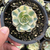 Echeveria Compton Carousel