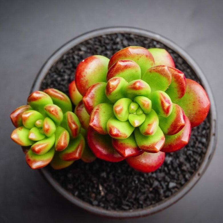 Sedum lucidum 'obesum' (2 X CUTTING)